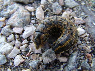 thick caterpillar on stones
