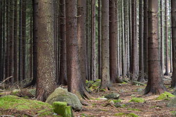 Scenic view of spruce trees. Spruce forest on a sunny day. Needles, moss and rocks on the ground.