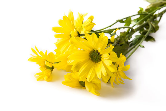 Yellow chrysanthemum bouquet isolated on white background