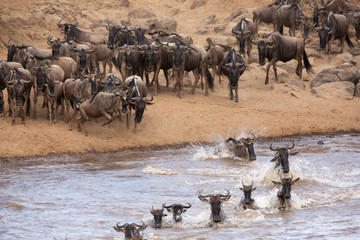 Fototapeta na wymiar Wildebeests running towards Mara river to cross, Kenya