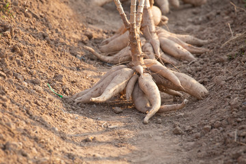 Closeup Of Cassava In Farm.