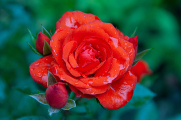 bright red rose, delicate flower close-up. little flower. raindrops on rose petals