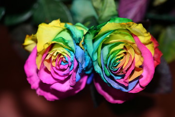 Obraz na płótnie Canvas multicolor rose in an unusual color combination
