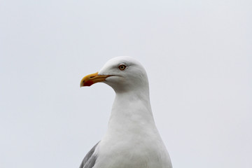 Möwe