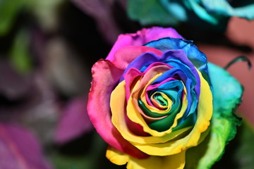 Obraz na płótnie Canvas multicolor rose in an unusual color combination