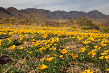 Fototapeta premium Field of Poppies