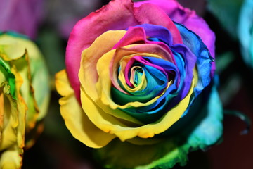 Fototapeta na wymiar multicolor rose in an unusual color combination