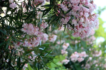 Pale pink oleander nerium flowers in bloom. Selective focus.