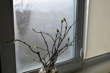 Warm weather at the end of winter provoked awakenings of nature, the buds on a tree branch swelled and opened.