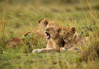 Lioness and her cub, Masai Mara, Kenya