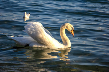 A beautiful white swan floating in the sea. Birds at the seaside near Varna, Bulgaria