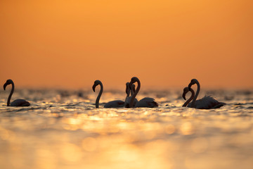 Greater Flamingos wading in the morning at Asker coast, Bahrain