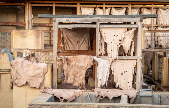 Drying Leather in Chouara Tannery, Fes, Morocco