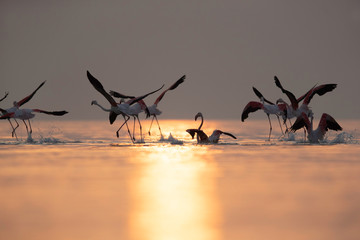 Greater Flamingos takeoff during sunrise at Asker coast, Bahrain