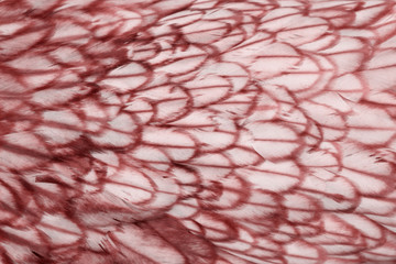 Blurry image background of red chicken feathers. Abstract birds background, space for text.
