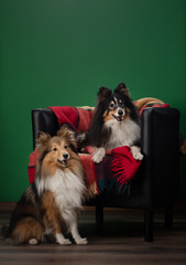 Dogs sits on a couch at home. two sheltie against the background