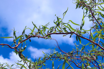 Cropped shot of branches of willow tree over blue sky background. Nature background. 