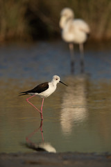 The black-winged stilt also called as common stilt is a widely distributed very long-legged wader