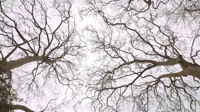 branches of tree in winter