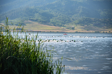 Triathlon swim start