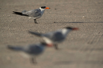 Selective focus on the back: Caspian tern at Busiateen coast, Bahrain