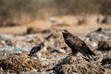 Steppe eagle or Aquila nipalensis portrait or close-up during winter migration at jorbeer conservation reserve or dumping yard, bikaner, rajasthan, India