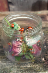 Ladybugs on a jar on a wooden background. Insect, summer.