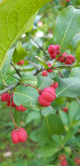 Shrub with pink fruits. Spindle tree. Nature, summer, autumn.