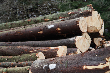 Wooden logs of spruce wood in forest. Pile of tree trunks, logging timber wood industry.