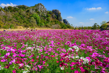Landscape of Cosmos at Sirisamai Field, Kaeng Khoi District, Saraburi, Thailand