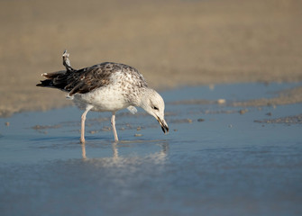 Great Black-backed Gull feesing at Busaiteen coast, Bahrain