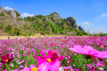 Landscape of Cosmos at Sirisamai Field, Kaeng Khoi District, Saraburi, Thailand