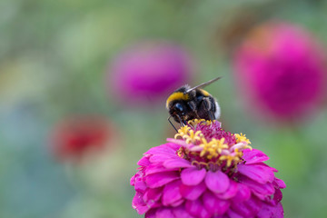 Bumblebee Feeding From A Red Clover Flower.