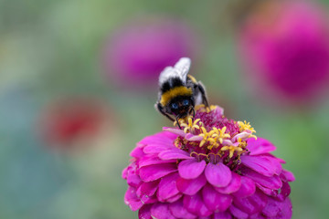 Bumblebee Feeding From A Red Clover Flower.