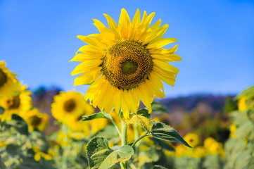 Close-up of sunflower and blue sky
