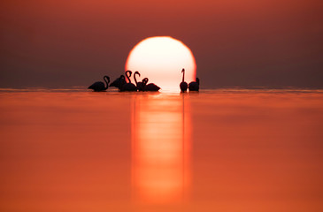 Fototapeta na wymiar Dramatic sunrise and Greater Flamingos at Asker coast of Bahrain