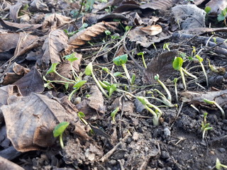 Nature grows among dead leaves. growing plants.