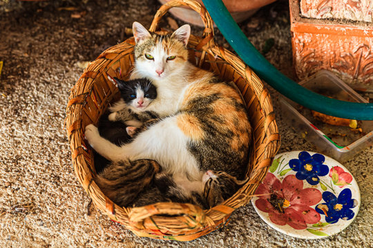Katzenmutter mit Jungen