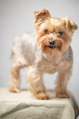 Yorkshire Terrier is standing in a photo studio. Photographed close-up.