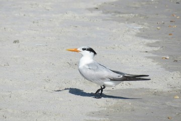 Fototapeta premium Royal tern on sand background in Atlantic coast of North Florida, closeup