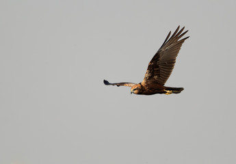 Eurasian Marsh Harrier flying above Asker Marsh, Bahrain