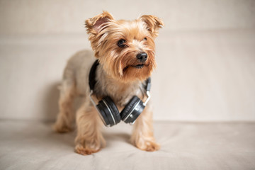 Portrait of a Yorkshire terrier with headphones on the neck. Photographed close-up.