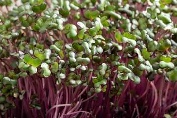 Close up of freshly grown red cabbage micro greens