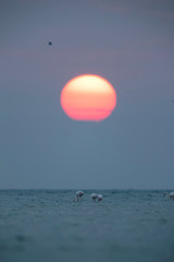 Greater Flamingos and beautiful  sunrise at Asker coast, Bahrain