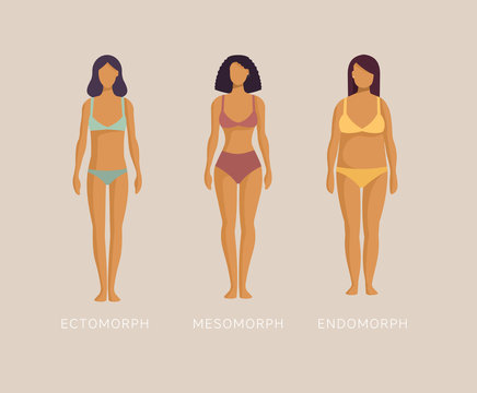 Ectomorph, mesomorph, endomorph. Woman in underwear three different kinds of body sizes and types of figure. Female body constitution. Cartoon vector illustration in flat design style.