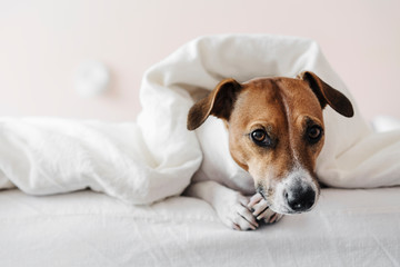 Cute dog Jack Russell Terrier lies on a white bed in a cozy bedroom.