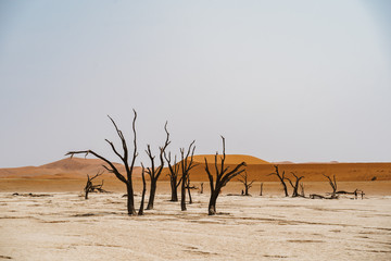 Fototapeta na wymiar Deadvlei desert sand in Sossusvlei Namibia Africa