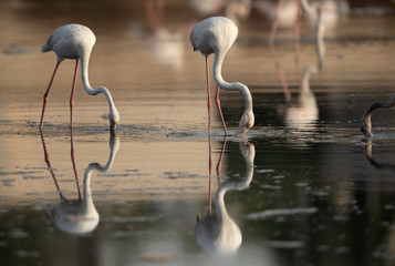 A pair of Greater Flamingos feeding  with dramatic reflection on water at Tubli bay in the morning, Bahrain