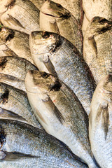 Doraden / Goldbrassen beim Fischhändler / Großaufnahme