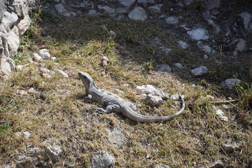 Chichen Itza, Yucatan, Mexique